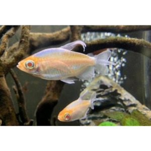 Products: Albino Congo Tetra Hollywood Fish Farm Online