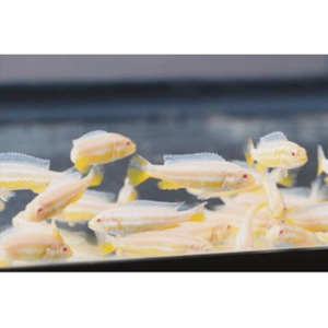 Products: Albino Auratus Rift Lake Cichlid Hollywood Fish Farm Online