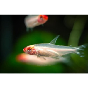 Products: Albino Rummynose Tetra Hollywood Fish Farm Online