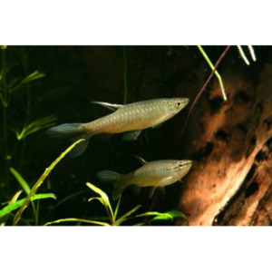 Products: Splash Tetra Hollywood Fish Farm Online