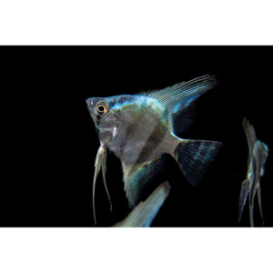 Products: Angelfish Blue Diamond Hollywood Fish Farm Online
