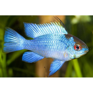 Products: Electric Blue Ram Dwarf Cichlid Hollywood Fish Farm Online