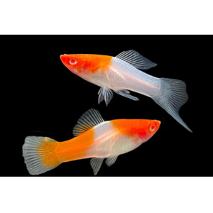 Products: Koi Swordtail Livebearer Hollywood Fish Farm Online