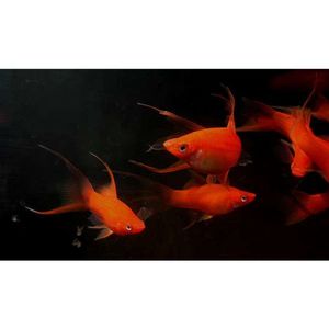 Products: Assorted Hifin/Lyretail Swordtail Livebearer Hollywood Fish Farm Online