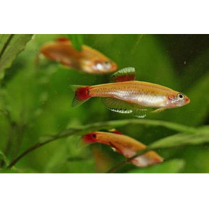 Products: Gold White Cloud Mountain Minnow Hollywood Fish Farm Online