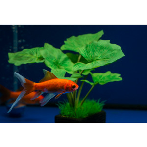 Products: Orange/Red Comet Goldfish Hollywood Fish Farm Online
