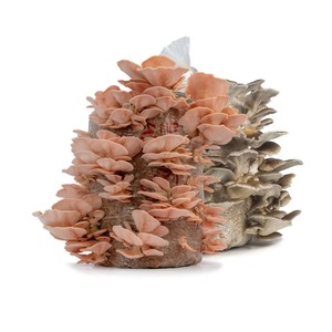 Products: Family pack: Pink+Grey (2x5kg kits)