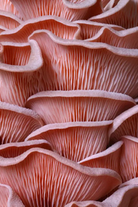 Products: OGM Oyster Mushroom grow kits