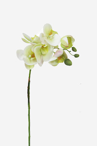 Faux Greenery: Moth Orchid Spray - Cream
