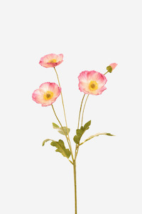 Wild Poppy - Pink