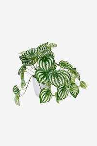 Peperomia Watermelon Real Touch Pot