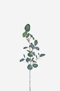 Round Leaf Eucalyptus With Seeds