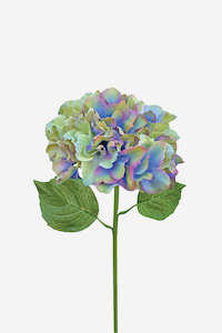 Italian Hydrangea - Pale Green Blue/Pink