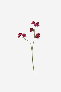 Sweetpea Spray - Hot Pink