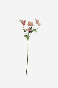 Full Bloom Christmas Rose - Salmon