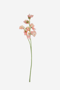 Faux Greenery: Sweetpea Spray - Peach