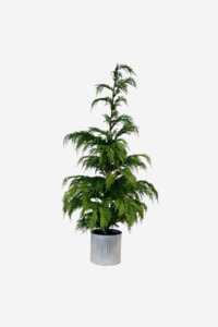Sale: Weeping Cedar Potted - 1.2m