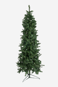 Christmas Trees: Oregon Fir Trim Tree - 6.5 Ft