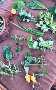 5 x Books Bundle : Foraging + Herbalism