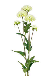 PomPom Mum Spray 68cm Green