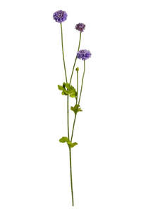 Plants Flowers: Pompom Sp x4 Purple 59cm