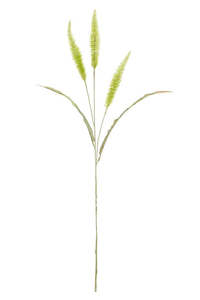 Plants Flowers: Fountain Grass - Sage Green