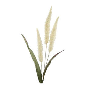 Plants Flowers: Fountain Grass - Cream