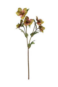 Plants Flowers: Hellebore Spray Green 47cm