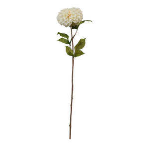 Plants Flowers: Pompom Dahlia - Cream