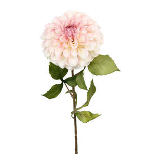 Plants Flowers: Pompom Dahlia - Pink