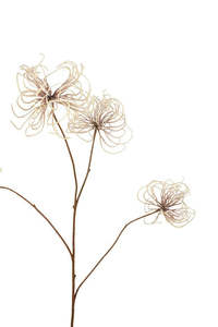 Plants Flowers: Wild Clematis Spray Cream 115cm