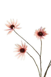 Plants Flowers: Rudbeckia Spray Dusky Pink 114cm
