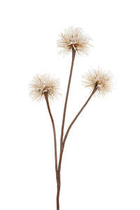 Plants Flowers: Dandelion Spray Natural/Brown 76cm