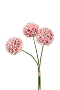 Plants Flowers: Mum Ball Bundle - Dusty Pink