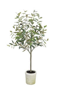 Olive Tree Potted 1m