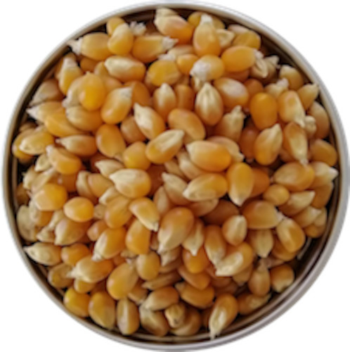 Grains Beans Pulses: Popcorn Kernels