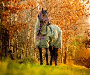 Pony Specials: Amigo Hero Ripstop Plus Lite