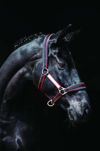 Rambo Padded Headcollar - Pony