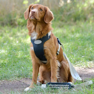 Other Animals Warmth And Comfort: Weatherbeeta Explorer Dog Harness