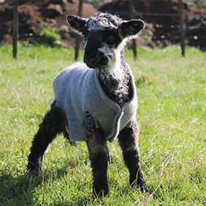 Lamb Rug Cover