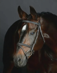 Bits Bridles: Collegiate Opulux Fancy Stitch Hanoverian Bridle
