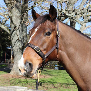 Chevalier Padded Nylon Halter