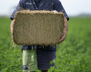 Compact Straw Bale _ C&C Kumeu Only