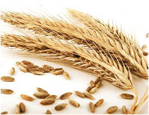 Wheat - Whole