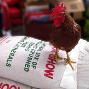 Takanini Feeds Chook Chow