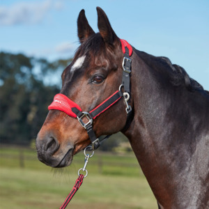 Halters: Weatherbeeta Prime Plus Headcollar and Lead Set