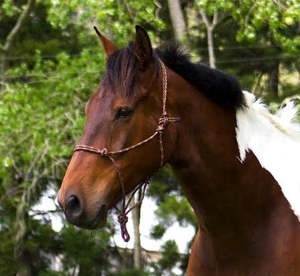 Halters: Chevalier Soft Nose Rope Halter
