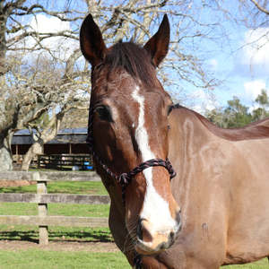 Halters: Chevalier Soft Rope Halter