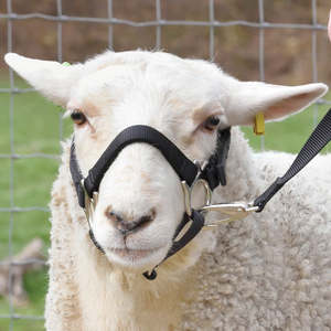 Halters: Chevalier Nylon Goat or Sheep Halter