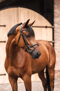 Horze: Horze Ice Water Bridle